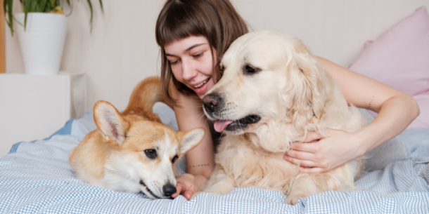 petblog